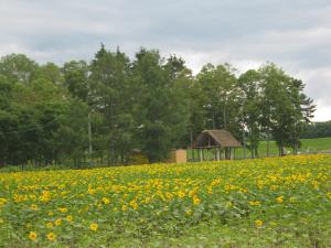 ラベンダー 富良野 タマ 花屋ブログ 北海道旭川市の花屋 フラワーショップとやまにフラワーギフトはお任せください 当店は 安心と信頼の花 キューピット加盟店です 花キューピットタウン