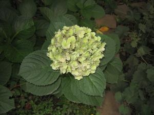 img_00131