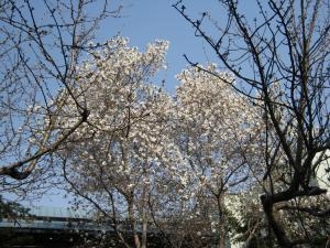 急に春が来た　タマ｜「フラワーショップとやま」　（北海道旭川市の花キューピット加盟店 花屋）のブログ