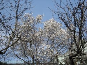 タマです｜「フラワーショップとやま」　（北海道旭川市の花キューピット加盟店 花屋）のブログ